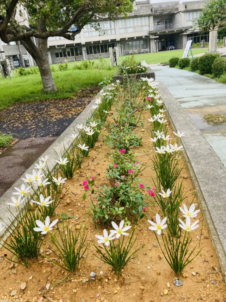 花壇の白い花2
