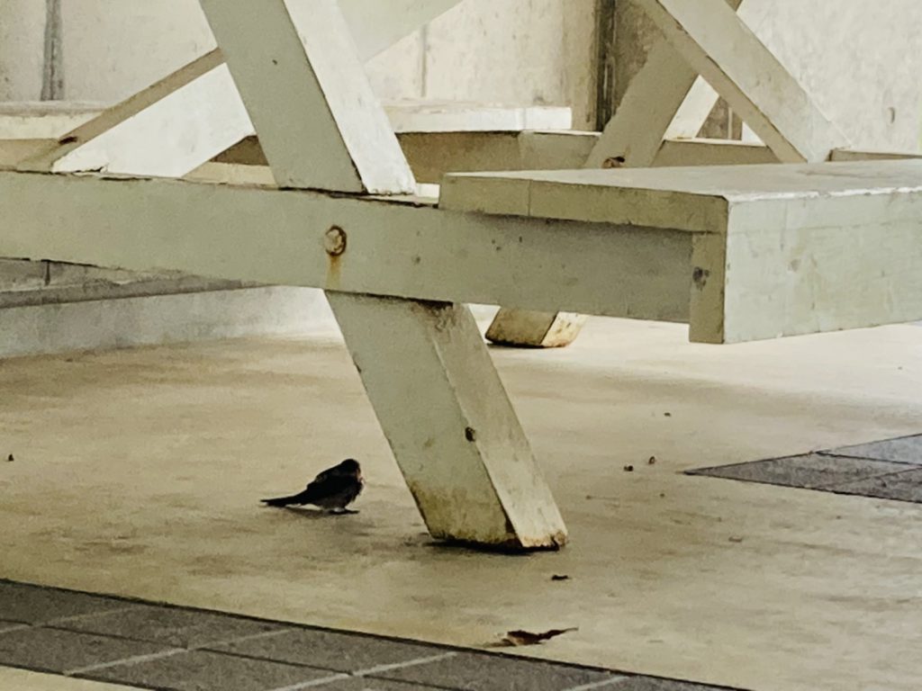 雨宿りの鳥2