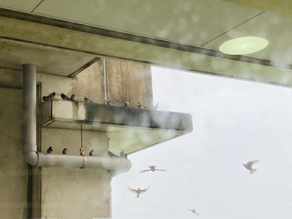 雨宿りの鳥たち1